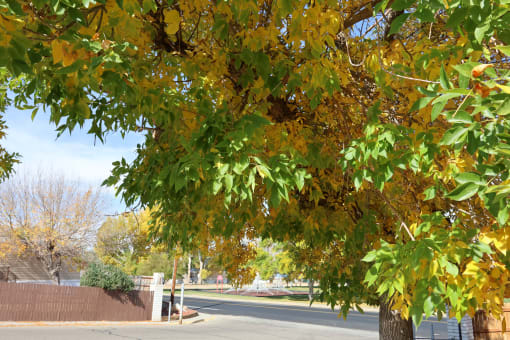 a tree with yellow and green leaves on a street at Pioneer Park, Wyoming