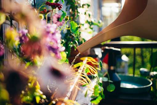 a person watering a plant in a flower garden