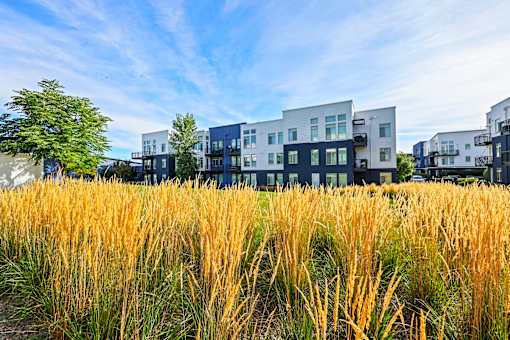A Field of Tall Grass at 8000 Uptown Apartments, Broomfield, CO