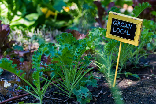a garden with a sign that says grow local