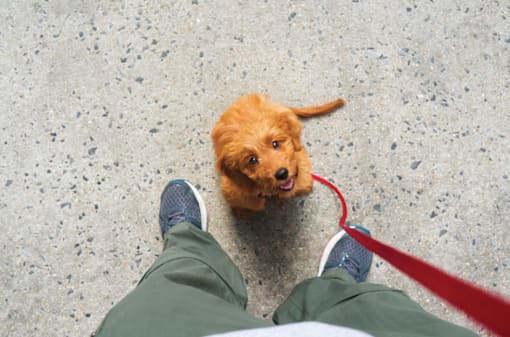 Small Brown Dog at The Aeronaut, Massachusetts, 02190