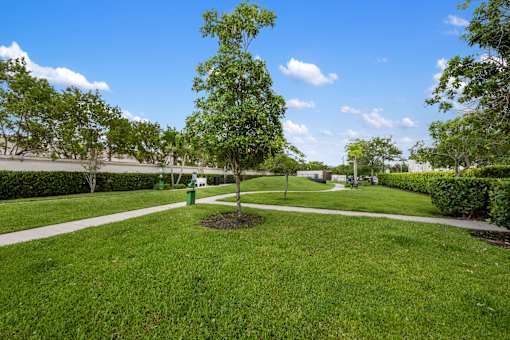 A tree in a grassy area with a pathway and other trees in the background.