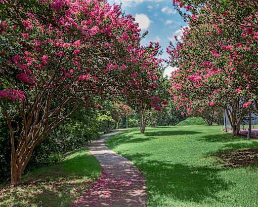 a path in a park with pink flowering trees