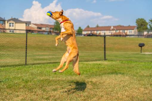 A dog is jumping in the air to catch a ball.
