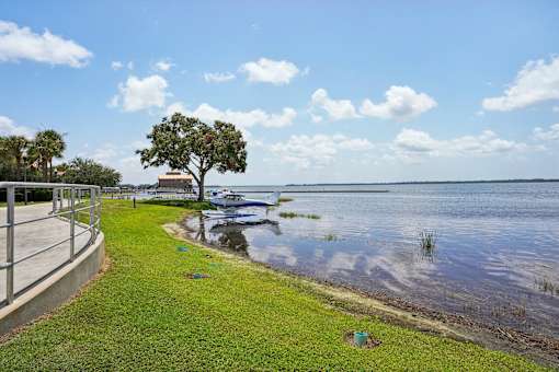 A tree stands on a grassy area next to a body of water.
