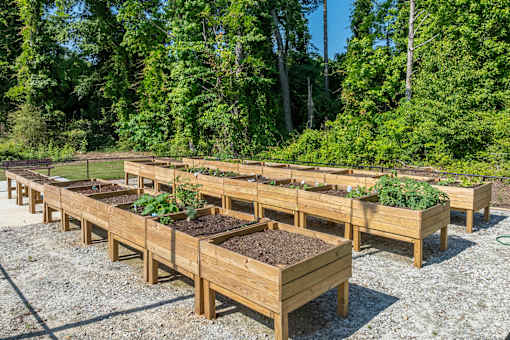 A row of wooden raised garden beds are lined up in a gravel area.