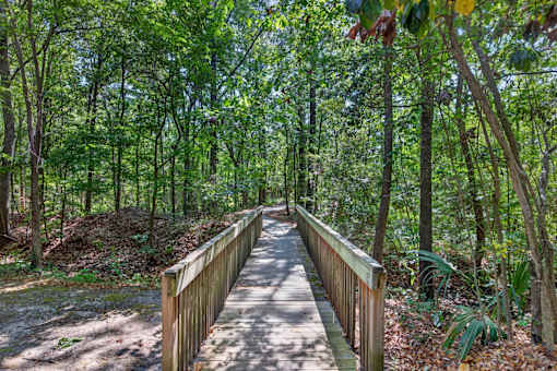 A wooden walkway leads through a forest.