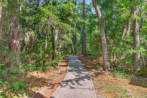 A concrete walkway leads through a forest of tall trees.