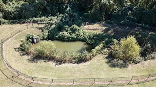 A small pond in the middle of a grassy area surrounded by a fence.