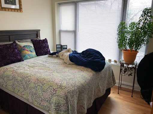 a dog laying on a bed in a bedroom