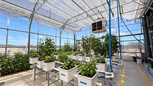 A greenhouse with plants growing in white containers.