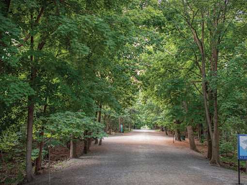 A pathway surrounded by green trees.