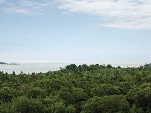 A lush green forest with a body of water in the distance.