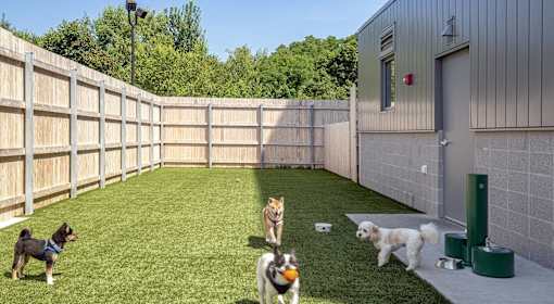 Four dogs playing in a yard.