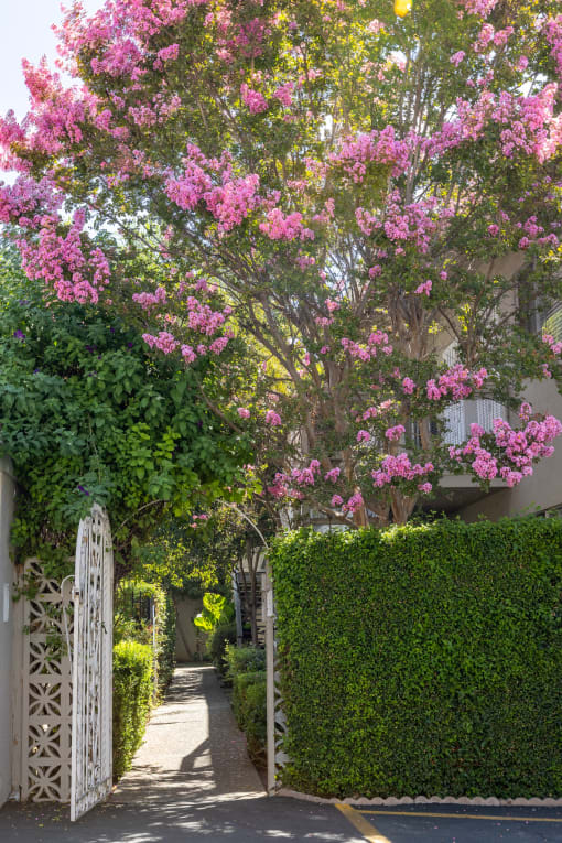 a walkway with a white gate and pink flowers on a tree