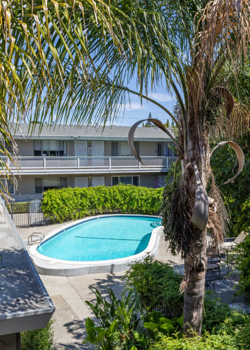 a palm tree with a pool and a building in the background