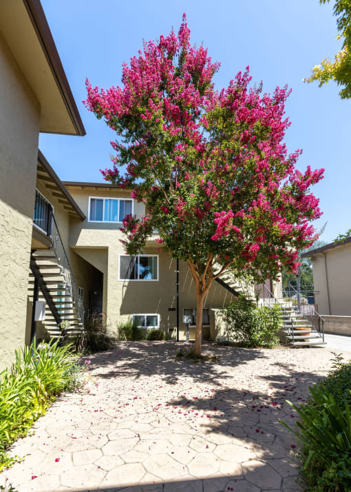 a tree with pink flowers in front of a house