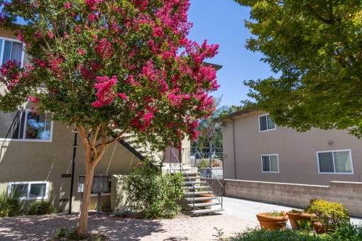 a tree with pink flowers in front of a building