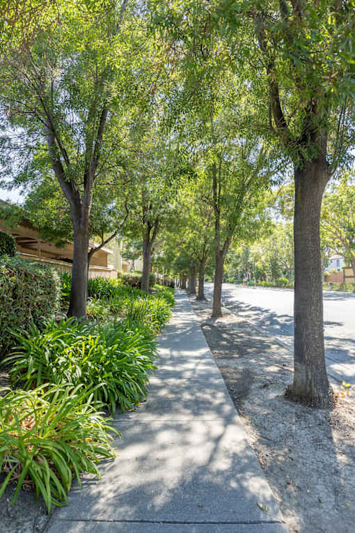 a sidewalk with trees and plants on a street