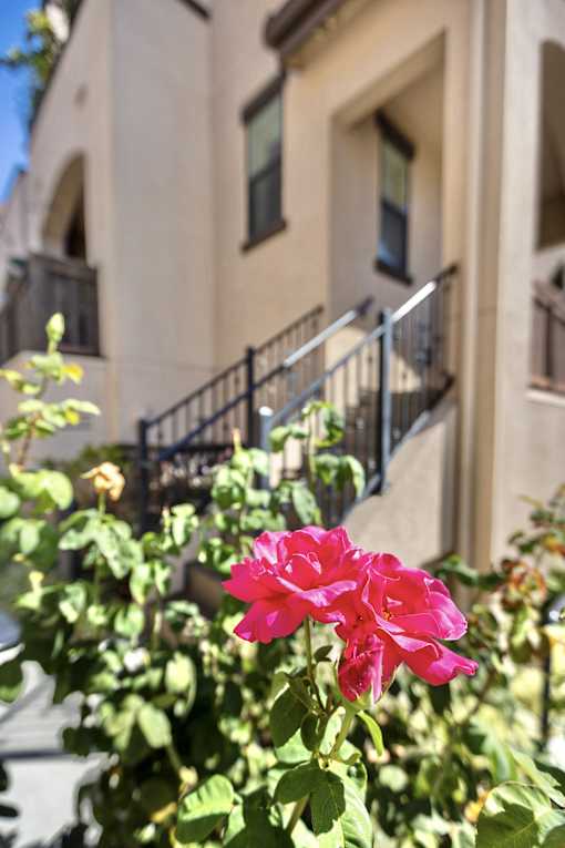 a pink flower in front of a building