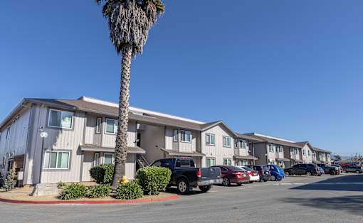 A row of houses with a palm tree in front.