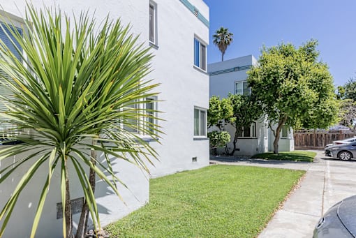 a white building with a palm tree in front of it
