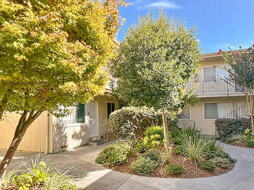 A tree with yellow leaves is in front of a beige building.