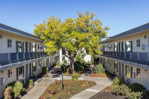 A tree with yellow leaves is in the middle of a courtyard with buildings on either side.