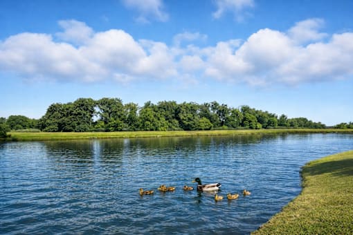 A group of ducks swimming in a lake with trees in the background.