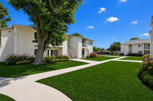 A tree in a grassy area in front of apartment buildings.