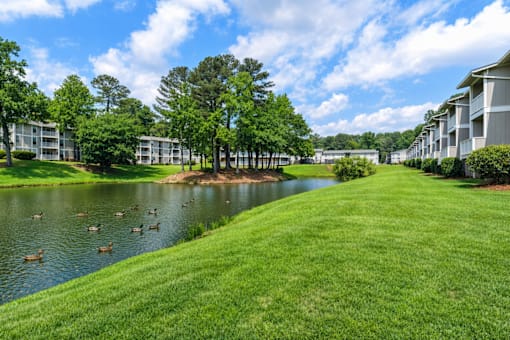 A lake with ducks swimming in front of apartment buildings.