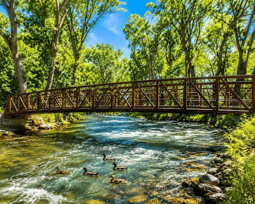 A group of ducks are swimming in a river under a bridge.
