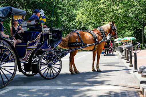 A horse pulling a carriage with people in it.