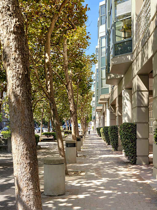 A tree-lined sidewalk with a row of bushes and apartment buildings in the background.