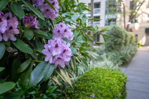 A bush with purple flowers is in the foreground of a well-manicured garden.