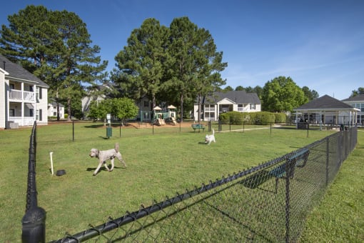 two dogs running in a fenced in area with houses in the background