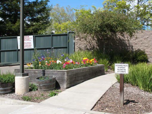 Vintage Zinfandel garden