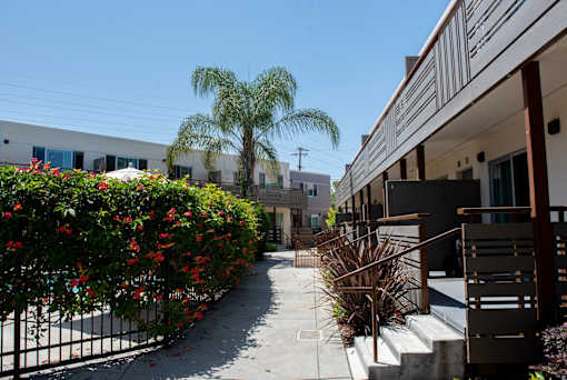 the walkway between the units of a building with a palm tree