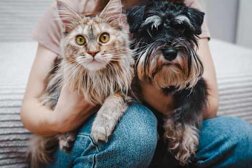 A person is holding a fluffy cat and a small dog.