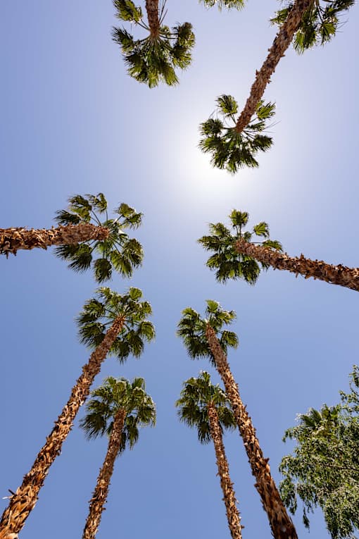looking up at tall palm trees against a blue sky