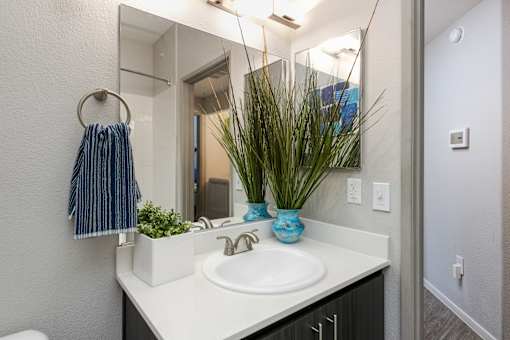 a bathroom with a sink and a mirror and a potted plant