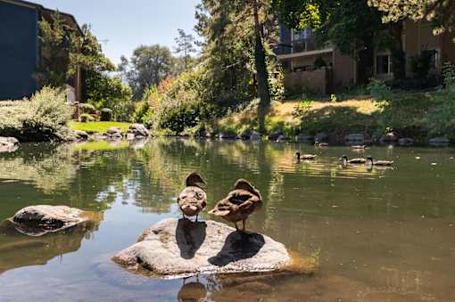 two ducks standing on a rock in a pond
