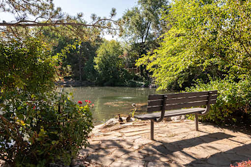 a park bench overlooking a river with ducks