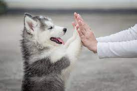 pup