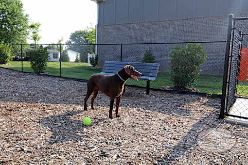 A dog in the fenced in dog park with a ball.