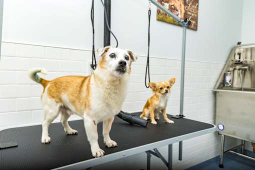 A dog is standing on a table in a grooming area.