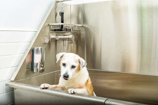 A dog is sitting in a sink.