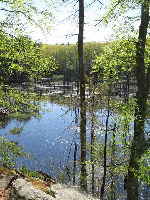A serene lake surrounded by trees in a forest.