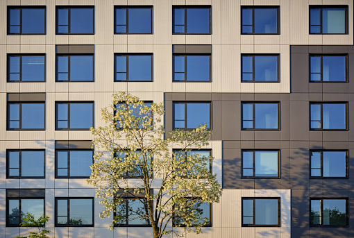 A tree with white flowers stands in front of a building with many windows.