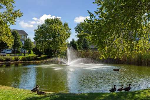 a fountain in the middle of a pond with ducks in it
